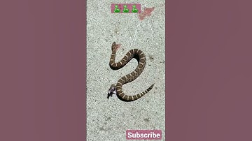 Rattlesnake bites its headless body🐍🐍 #shorts #trending #viral #shortvideo #video#fun delight