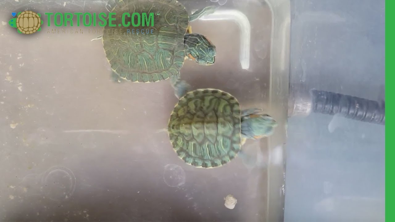 Donatello and Chris at American Tortoise Rescue - YouTube