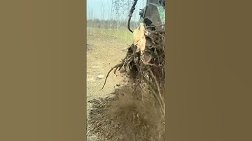 Excavation of old waste tree roots