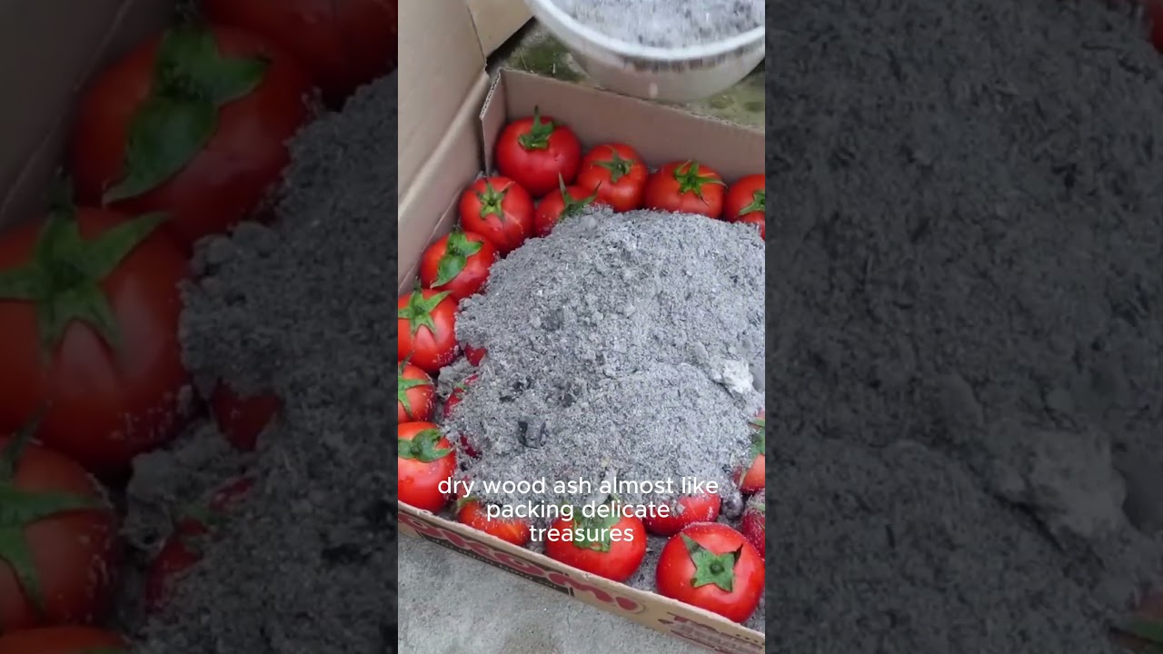 Этот амишский способ консервации помидоров вас поразит! #шорты