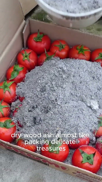 This Amish Tomato Preservation Hack Will Blow Your Mind!  #shorts