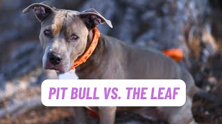 Pit Bull Mistakes a Leaf for a Lizard 😭🦎