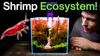 I Made a Nano Shrimp Aquarium, Here’s How!