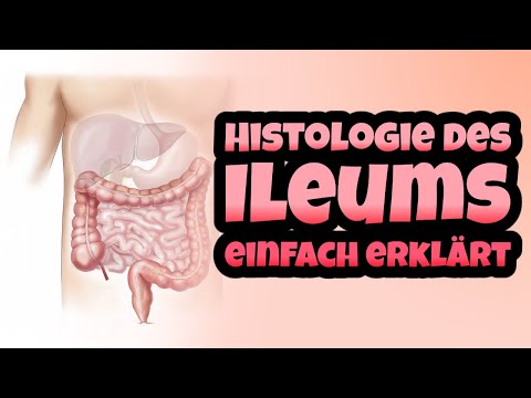 Video: Ist das Jejunum länger als das Ileum?