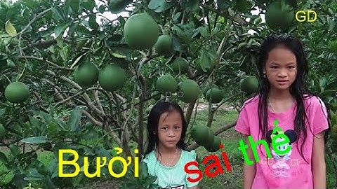 🌱Ông nhận thăm vườn bưởi sai quả nhà ông Toán ngoc vân tân yên Bắc giang