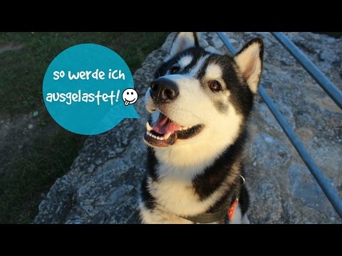Video: Wie Wählt Man Einen Siberian Husky