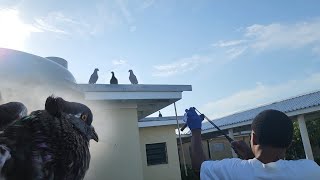 Slingshot Shooting Birds | Catch & Cook