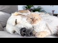 Golden Retriever and Kitten Sleep Together