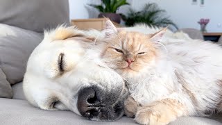 Golden Retriever and Kitten Sleep Together by This is Bailey 191,221 views 3 months ago 1 minute, 7 seconds