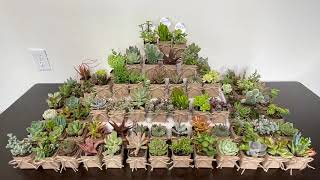 Succulents Party Favor Ideas