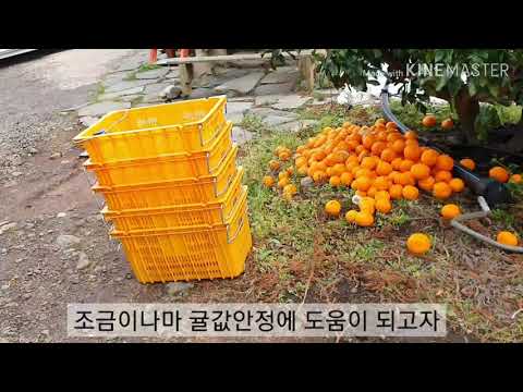 격리사업의 결말은 더 맛있는 타이벡감귤을 만들라는 의미 ㅡ2020.1.27일