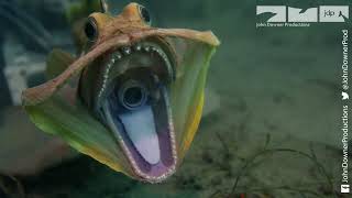 Robotic Sarcastic Fringehead Had To Open Its Big Mouth by John Downer Productions 340,397 views 2 months ago 3 minutes, 28 seconds