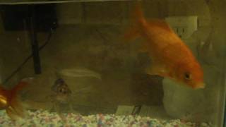 BIGGEST GOLDFISH EVER 8 YEARS OLD NO JOKE