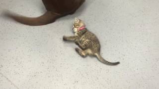 Котенок играет с хвостом собаки, смешной прикол Котенок играет с хвостом собаки, смешной прикол