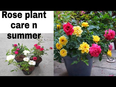 Rose plant summer care tips ।। ਗੁਲਾਬ ਤੇ ਜਿਆਦਾ ਫੁੱਲ ਲਿਆਉਣ ਦਾ ਤਰੀਕਾ ।