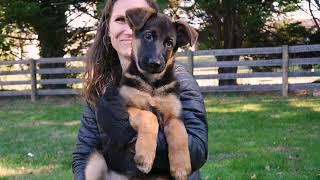 Cinderella - European Showline German Shepherd Puppy