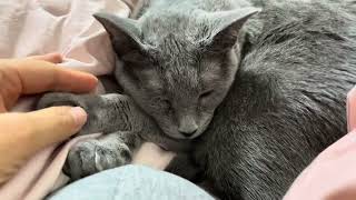 (Russian blue cat) Cat pawHe allowed me to play with his paws ‍⬛ 러시안블루 고양이 솜방망이 발 만지기(ft. 꾹꾹이)