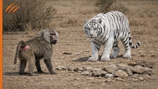 Dieser Dumme Tiger Griff Den Falschen Pavian An Und Zahlte Den Vollen Preis