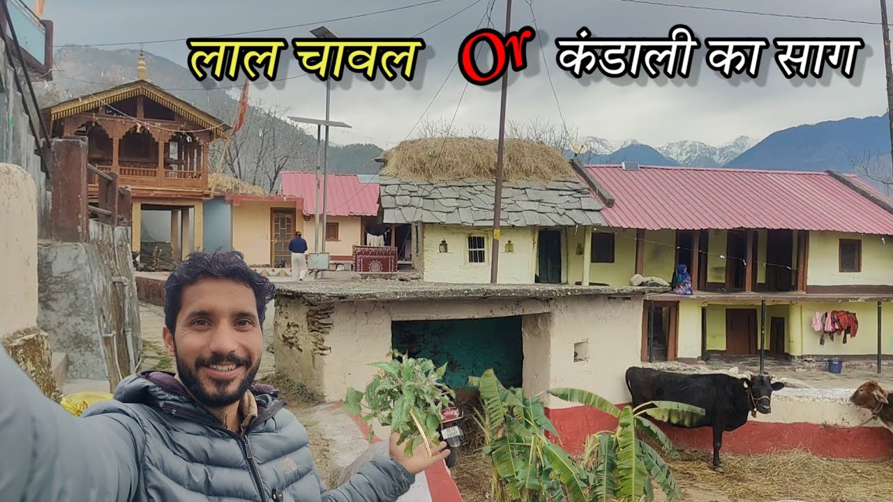 आज बनेगा कंडाली का साग और उत्तरकाशी का लाल चावल।। Bhaskar Bhatt।। Pahadi lifestyle vlog।। 
