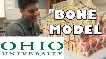 Bone Model (with subtitles) - Ohio University - Anatomy & Physiology