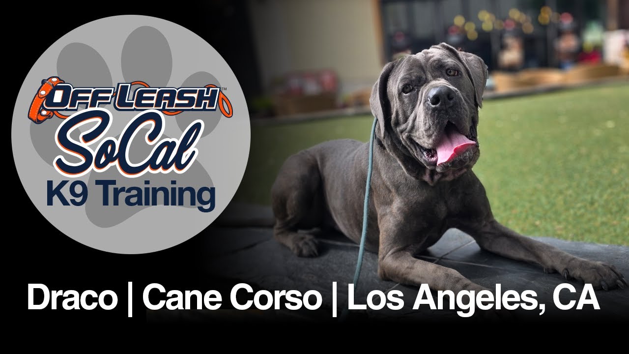 Cane Corso Dog Training | Draco | Los Angeles, CA