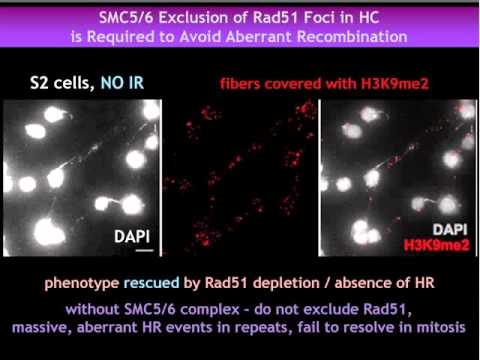 Visualization and Analysis of Intracellular Dynamics