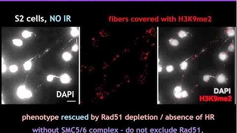 Visualization and Analysis of Intracellular Dynamics