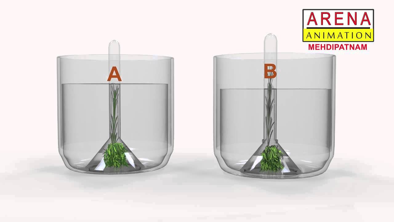 hydrilla photosynthesis