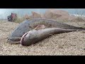 Amazing patan catch // fish hunting // fishing video // valuga fishing //