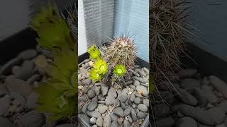 Echinocereus chloranthus