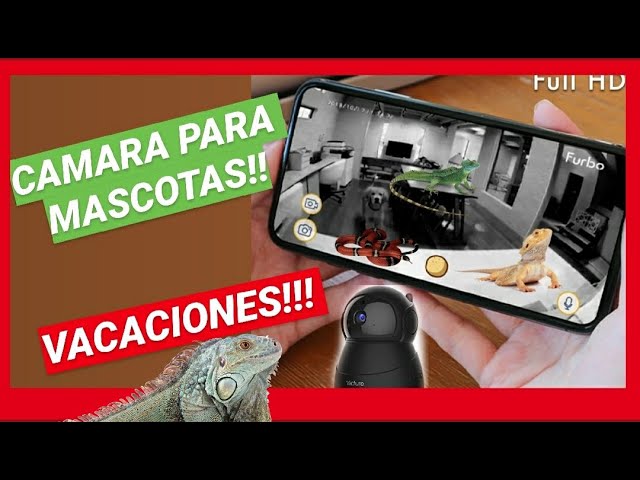 La cámara de vigilancia que todo dueño de mascota necesita: reseña y  demostración 