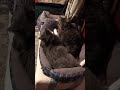 Shady and Captain - Paws and Tails Sanctuary Animal Rescue #cuteanimals #cat #rescueefforts