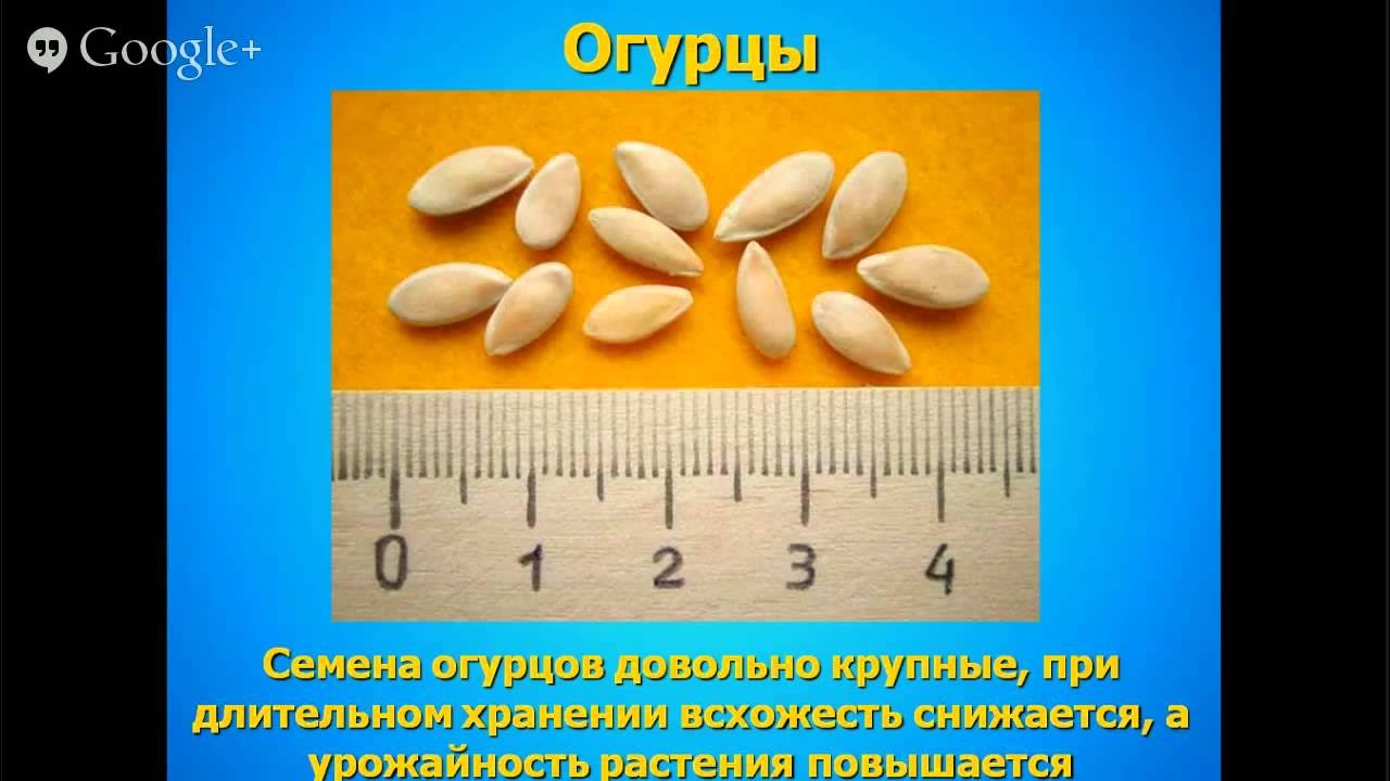 Покажи семена огурцов