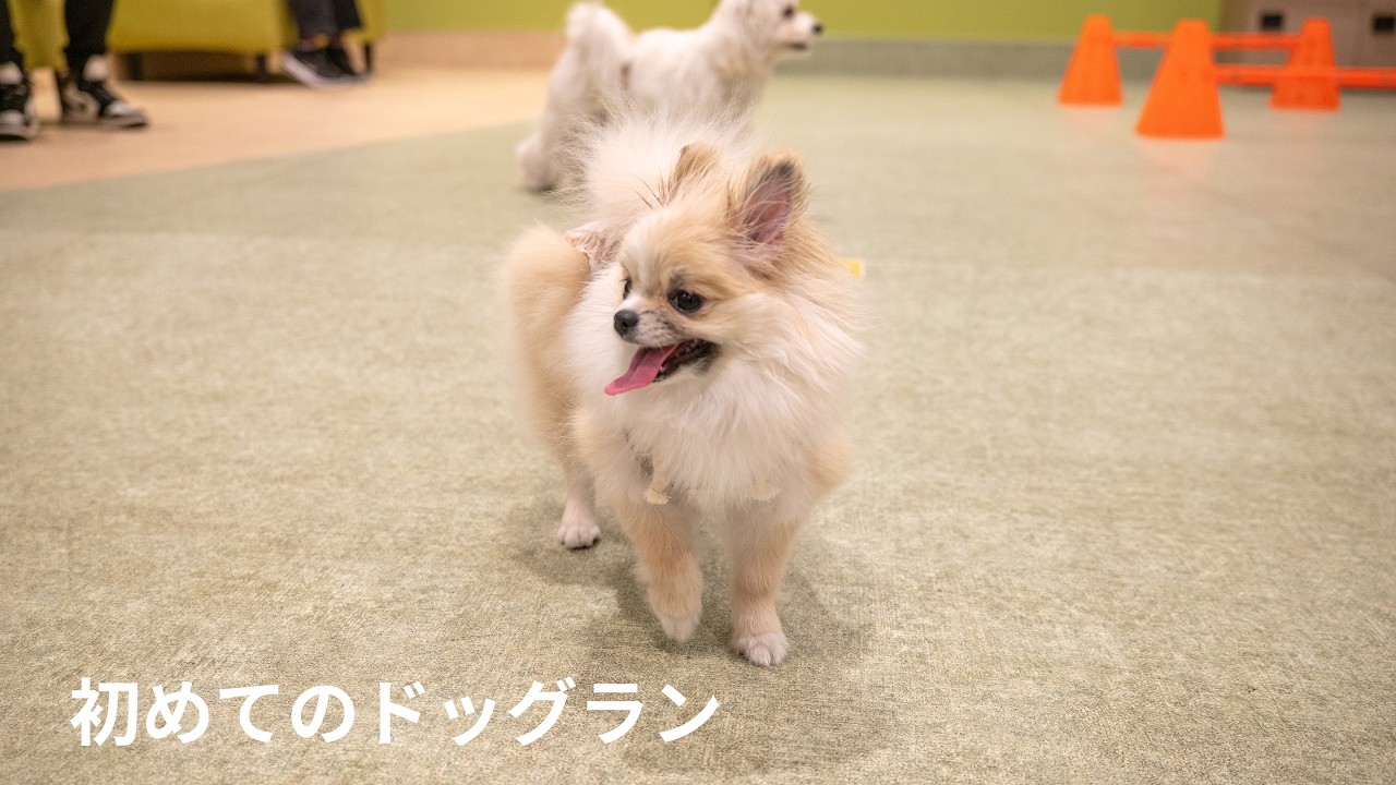 初めてのドッグラン