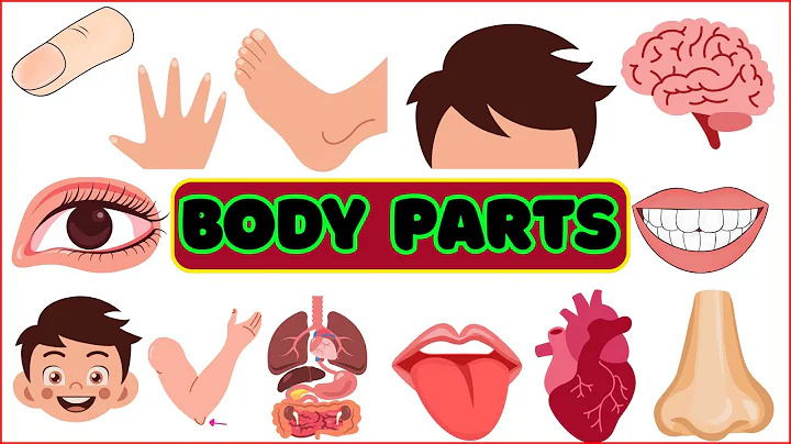 Body Parts for Kids | Human Body Learning Video | Learn Vocabulary