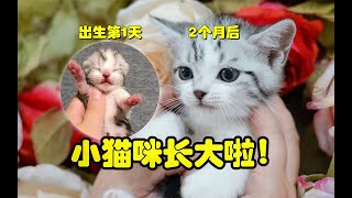 【小猫成长记】第26只性格超可爱的加白弟弟