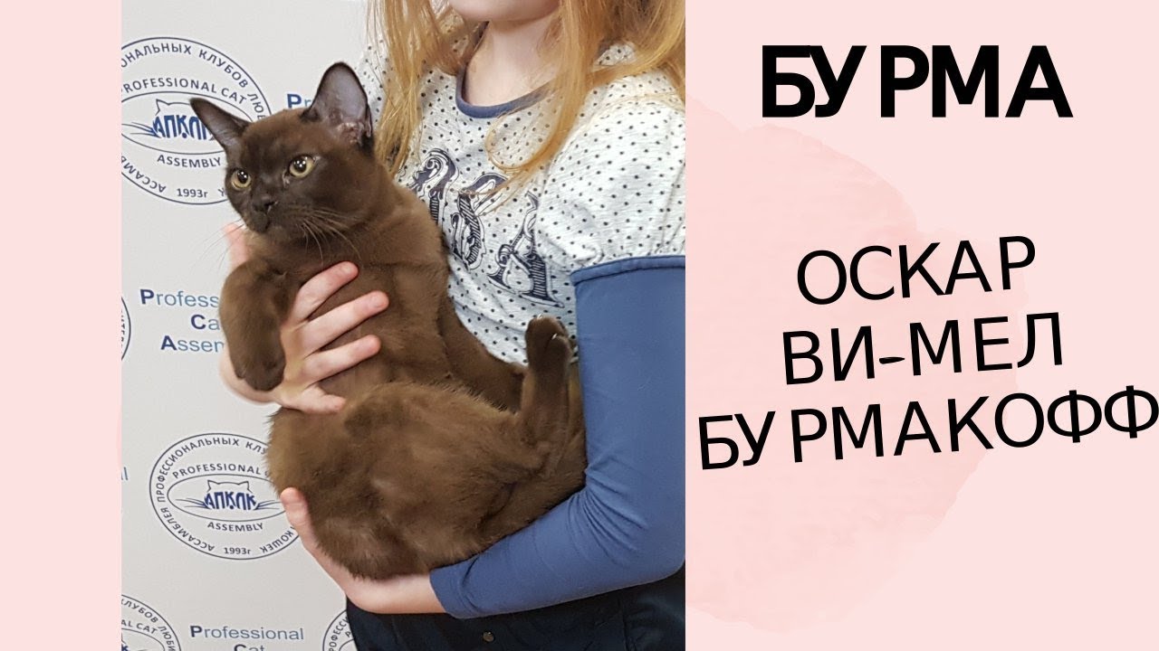 клуб кошек хабаровск Бурманский котенок PCA Оскар Ви-Мел Бурмакофф