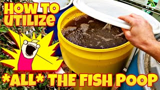 Unlocking HIDDEN POTENTIAL in fish waste!  Building a mineralization tank for aquaponics