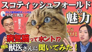 【スコティッシュフォールドの魅力】病気になりやすいはウソ!?現役ブリーダーが飼いやすさや飼育時の注意点も解説