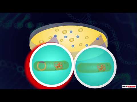 Video: Paano makikilala ang recombinant na DNA?