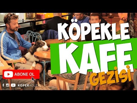 Video: SADECE Way Reaktif Köpeğinizden İnsanları Uzak Tutun