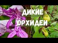 Цветущие дикие орхидеи | выходные в Швейцарии| Schaffhausen