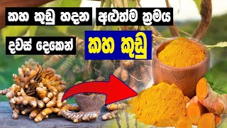 Easy method to make turmeric powder. | තම්බන්නේ නැතුව පහසුවෙන් කහ කුඩු සාදමු.