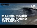 Stranded whales on West Coast found malnourished, NOAA says