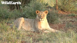 WildEarth - Sunset Safari - 26 Jan 2023