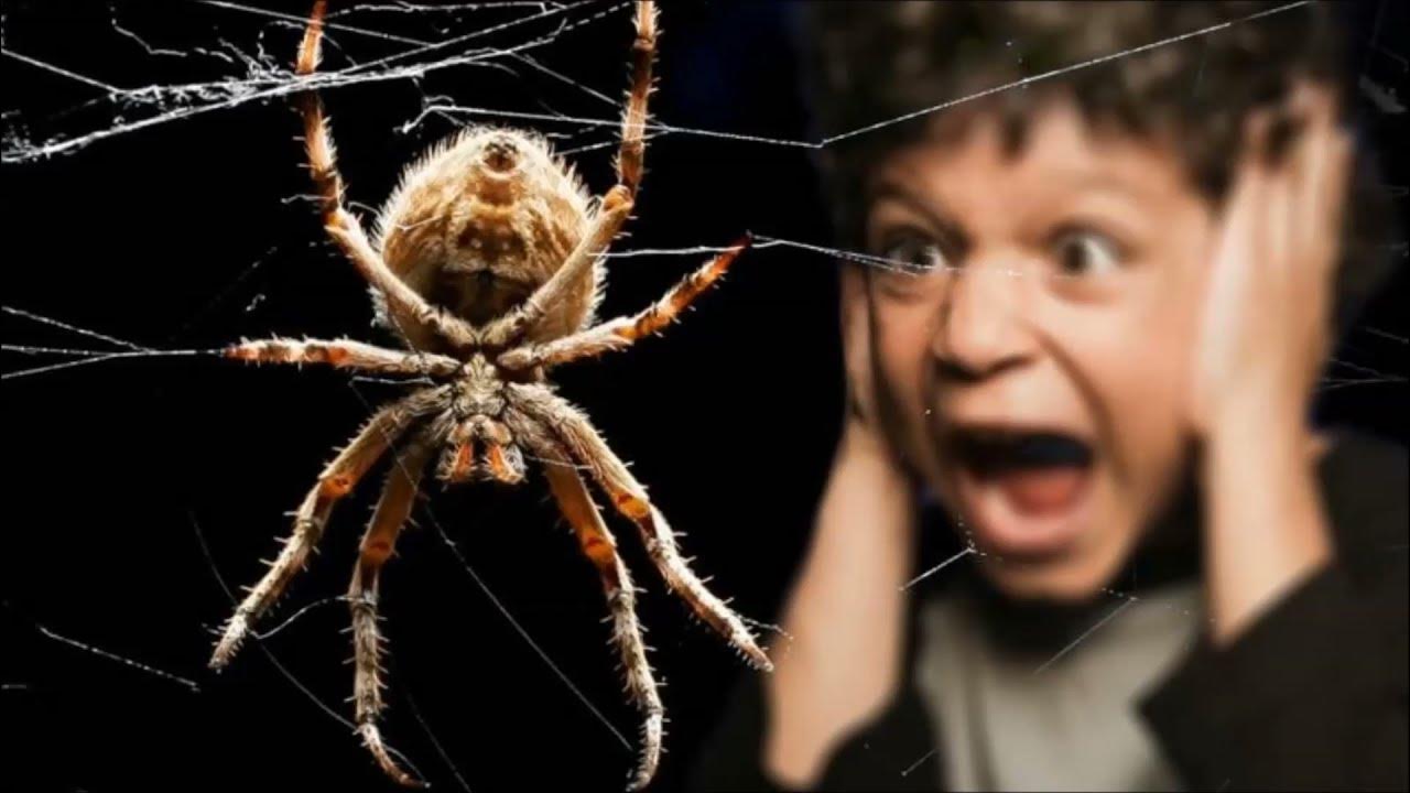 He afraid of spiders. Facts of spiders. Картинки пауков. He afraid of spiders. Арахнофобия человек паук.