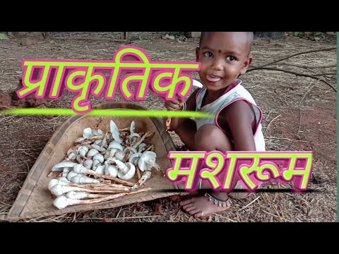 वीडियो: रूस में पाए जाने वाले सबसे असामान्य मशरूम