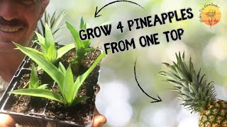 How To Grow 4 Pineapple’s From 1 Top?! Simple Hack For Unlimited Plants..
