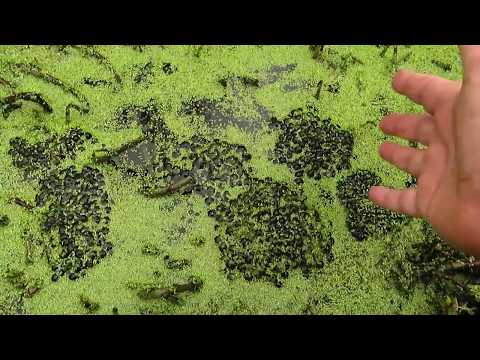 Frogspawn!