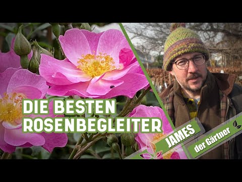Video: Rosenbegleiter unterpflanzen - Vorschläge für Pflanzen, die gut unter Rosen wachsen